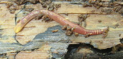 Oligochaeta