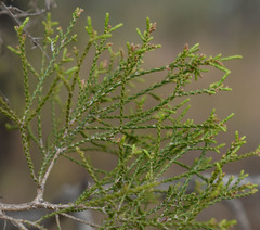 Melaleuca monantha