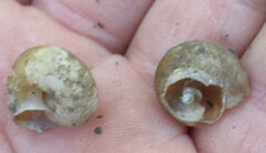 Euomphalia strigella