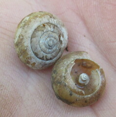 Euomphalia strigella