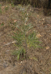 Grevillea pteridifolia