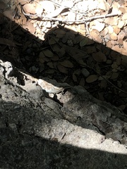 Anatololacerta pelasgiana