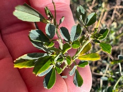 Medicago sativa