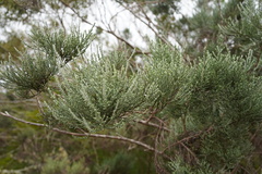 Seriphium passerinoides image