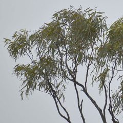 Eucalyptus cullenii
