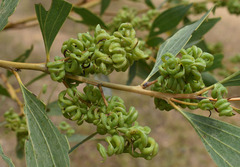 Acacia holosericea
