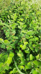 Cotoneaster melanocarpus