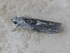 Sciota melanostyla