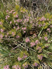 Serruria foeniculacea