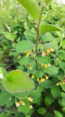Cotoneaster melanocarpus