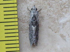 Sciota melanostyla