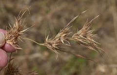 Themeda quadrivalvis