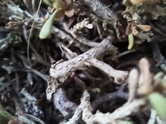 Limonium suffruticosum