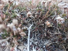 Limonium suffruticosum