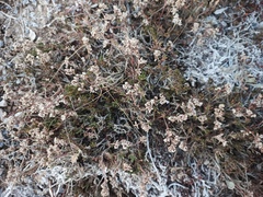 Limonium suffruticosum