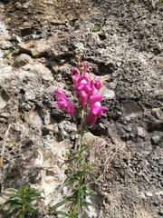 Antirrhinum