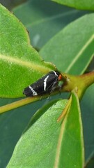 Eurymeloides bicincta