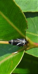 Eurymeloides bicincta