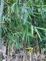Phyllostachys angusta