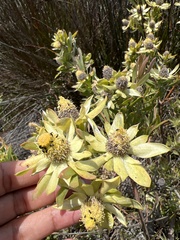 Leucadendron floridum