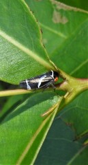 Eurymeloides bicincta