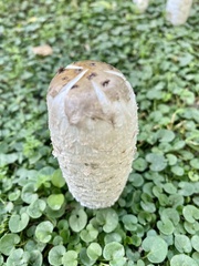 Coprinus comatus