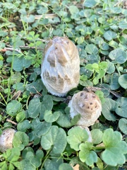 Coprinus comatus