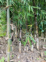 Phyllostachys angusta