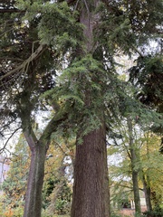 Cedrus atlantica