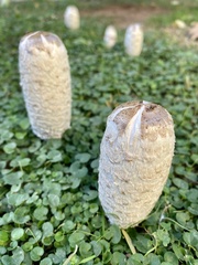 Coprinus comatus