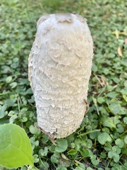 Coprinus comatus