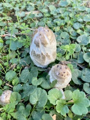 Coprinus comatus