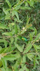 Chrysocoris