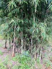 Phyllostachys angusta