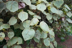 Dombeya