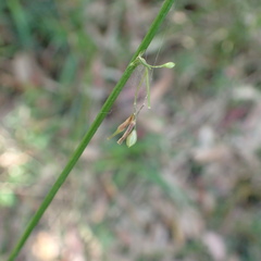 Arthropodium milleflorum
