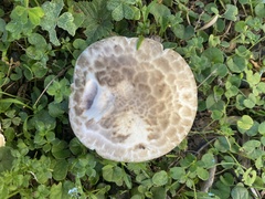 Coprinus comatus