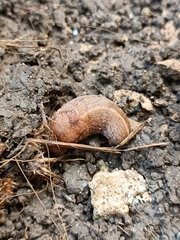 Tandonia kusceri
