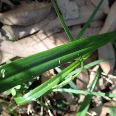 Arthropodium milleflorum
