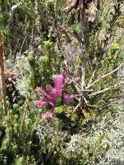 Erica verticillata