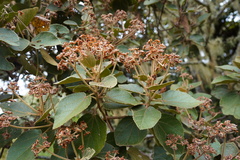 Dombeya