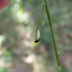 Arthropodium milleflorum