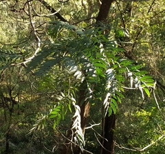 Acacia elata