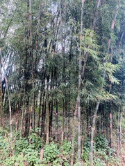 Phyllostachys angusta
