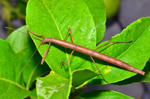 stick bug 