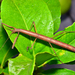 Stick Insects - Photo (c) Christian Schwarz, some rights reserved (CC BY-NC), uploaded by Christian Schwarz
