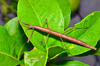 Indian Walking Stick - Photo (c) Christian Schwarz, some rights reserved (CC BY-NC), uploaded by Christian Schwarz