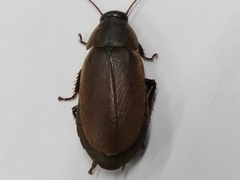 Diploptera punctata