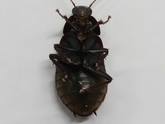 Diploptera punctata