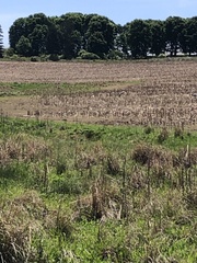 Anthropoides paradiseus